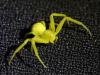 Misumena vatia